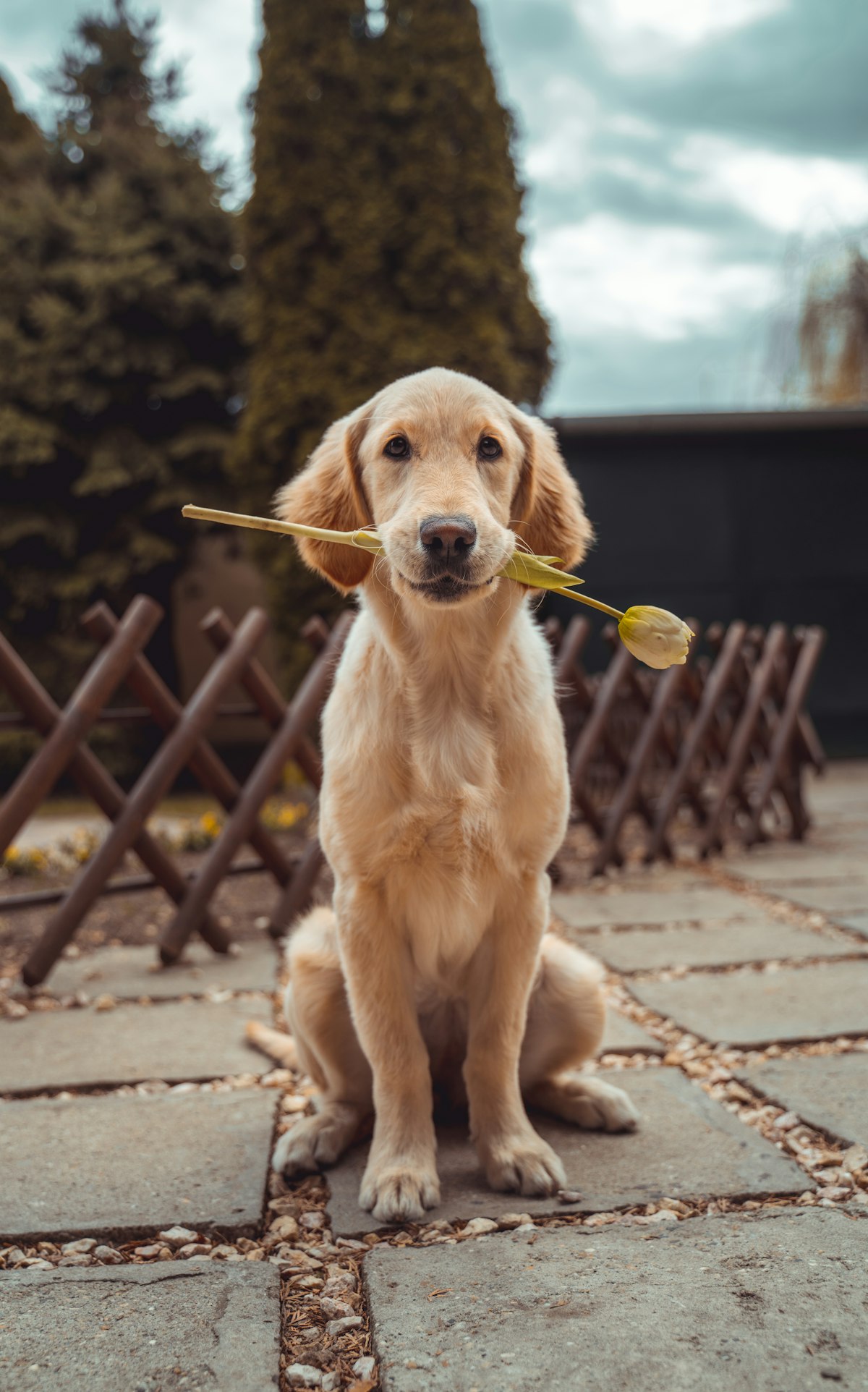 Golden retriever puppy sitting outdoors holding a flower in its mouth